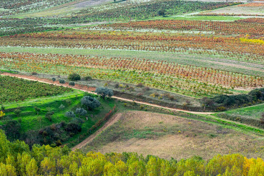 Golden rows of autumn vineyards over curving terrain in La Rioja, Spain, captured with linear composition and deep perspective under natural ambient light.