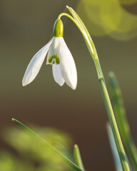 snowdrop flower in spring