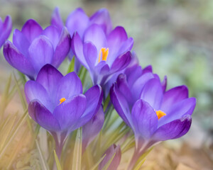 purple crocus flowers