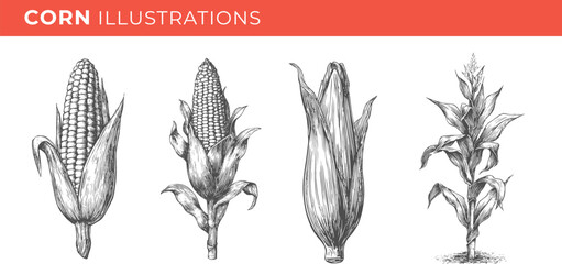 Set illustrations of corn isolated on transparent background. Vector graphics