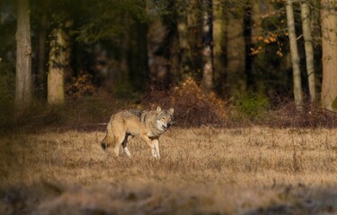 A beautiful grey wolf in the nature habitat.m Canis lupus. Wildlife scene with a eurasian wolf.