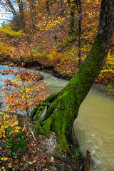 Nice autumn view of litte river in forest on Zakarpattya, Ukraine