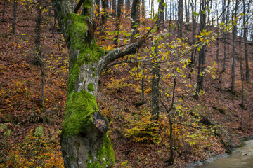 Nice autumn view of litte river in forest on Zakarpattya, Ukraine