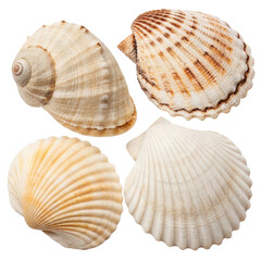 Obraz premium Collection of various isolated sea shells arranged on a clean white background for decorative and educational purposes