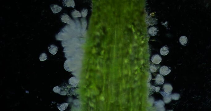 Vorticella colony filter-feeding on aquatic plants under 100x microscopy