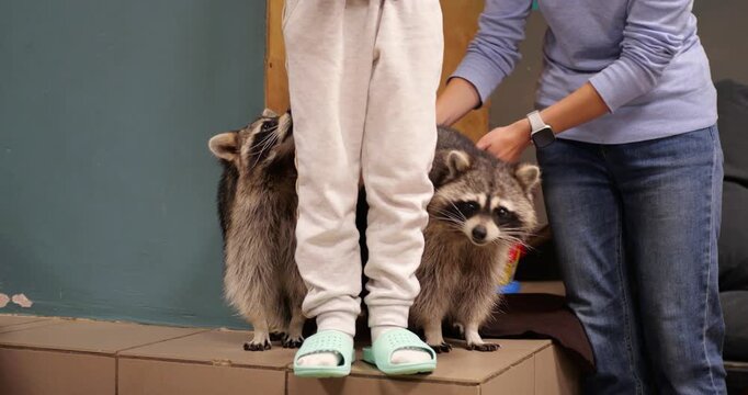 Trained raccoons performing behavioral interactions with child and trainer, showcasing intelligent wildlife engagement on compact stage