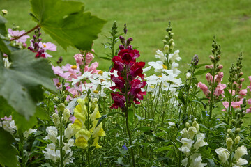 Snapdragon, Cosmos and lobelia prosper in a North Yorkshire garden