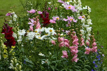 Snapdragon, Cosmos and lobelia prosper in a North Yorkshire garden