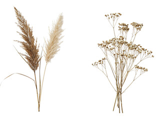 Two dried ornamental grasses with fluffy plumes and delicate airy wildflowers isolated on transparent background