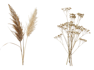 Two dried ornamental grasses with fluffy plumes and delicate airy wildflowers isolated on transparent background
