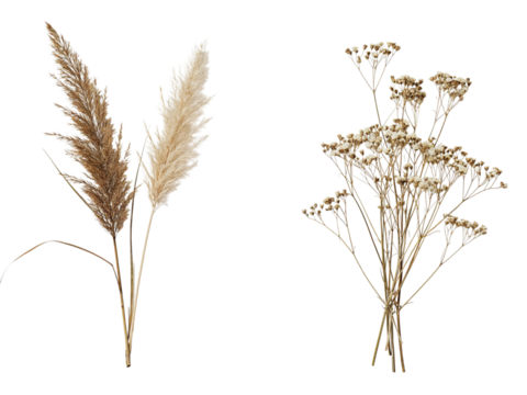 Two dried ornamental grasses with fluffy plumes and delicate airy wildflowers isolated on transparent background