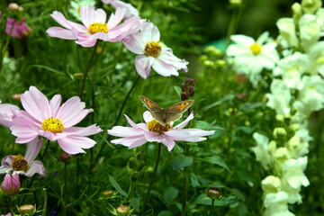 In warm July sunshine, a Meadow Brown butterfly feeds on a thriving Cosmos flower head in a North...