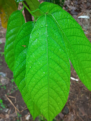 Close-Up of Vibrant Green Leaf With Water Droplets in a Natural Setting