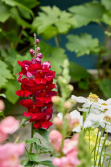 A warm July and Snapdragon flowers open to take in the sun in Nidderdale, North Yorkshire at 900ft