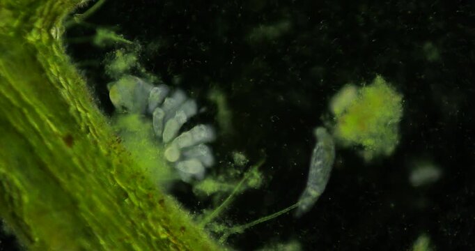 Microscopic vorticella protozoa contracting, detaching from plant stem in dark underwater habitat, revealing intricate microorganism movement