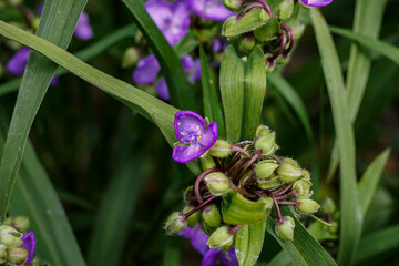 Purple Tradescantia Flower Close-Up — Wild Spiderwort Bloom with Green Leaves in Garden, Summer...