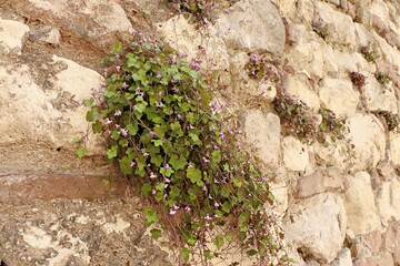 Flowering Cymbalaria (Cymbalaria muralis), on a fortress wall