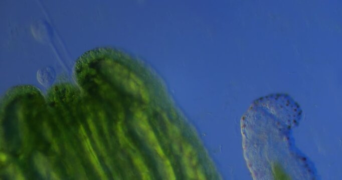 Transparent segmented worm glides through microscopic underwater world at 100x zoom