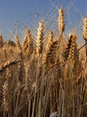 close up of ripe rivet wheat spikes in blue sky. background in the fields 