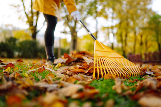 Close-up of a yellow rake collecting autumn leaves in a sunny park. A female volunteer cleans fallen leaves outdoors. Concept of cleaning, ecology, seasonality.