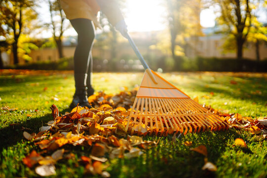 Close-up of a yellow rake collecting autumn leaves in a sunny park. A female volunteer cleans fallen leaves outdoors. Concept of cleaning, ecology, seasonality.