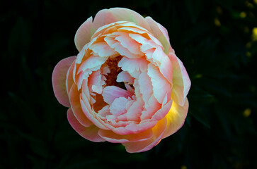 english rose pink-yellow on dark background