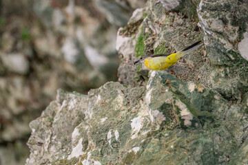 Bright Yellow Bird Perched on Rocks in a Lush Natural Environment
