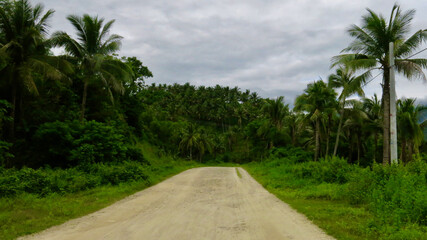 Road in the jungle. View of a dirt road running through a tropical rainforest.