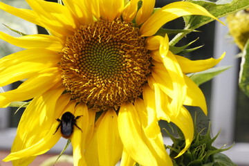 yellow sunflower flower. colorful flower macro photo. close-up.
