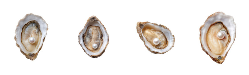 Oysters with pearls displayed. Luxury shellfish, treasure, seafood delicacy, natural beauty, ocean gems, fine dining, treasure hunt, marine life