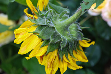 A close-up shows the underside of a sunflower bloom, revealing the fluffy green stem and the base...