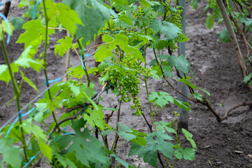 Green bunches of young grapes are ripening on the vine, surrounded by lush leaves. The image conveys the process of growth and the anticipation of harvest, showcasing the natural beauty of a vineyard 