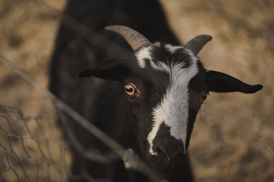 Curious black and white goat with striking eyes peering through farm fence