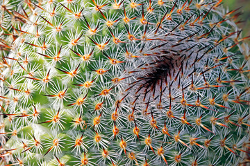 top of the mammillaria cactus. colorful macro photo of the cactus. close-up. beautiful screensaver