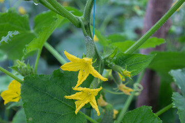 A close-up shows bright yellow flowers and young cucumber fruits developing on a green vine in a greenhouse. Detailed leaf texture and water droplets emphasize freshness and natural growth.