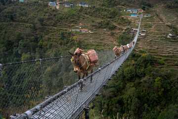 A mule caravan carrying gas cylinders crosses a long suspension bridge in the remote Himalayan mountains of Nepal. A traditional form of transport in rugged, road less regions.