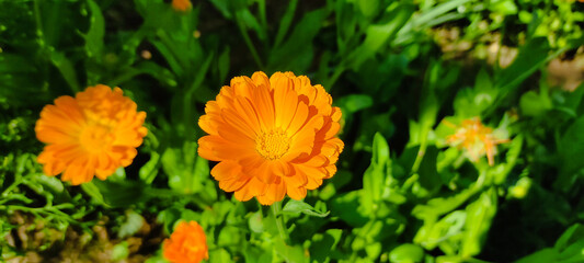 Calendula flower blooming in the morning