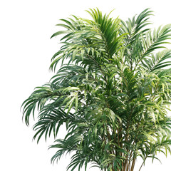 PNG of Lush green palm plant with vibrant, feathery fronds against a transparent background, evoking a tropical feel.