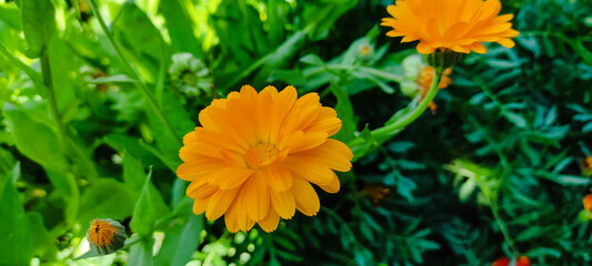 Calendula flower close up in my garden
