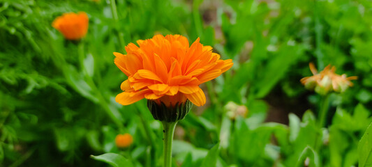 Calendula flower closing at night