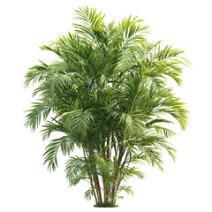 PNG of Lush green palm plant with vibrant fronds, adding a tropical vibe to any setting.
