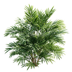 PNG of Lush green palm plant showcasing vibrant leaves in a bright, natural setting.