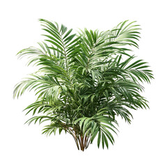 PNG of Lush green tropical plant with vibrant leaves, adding a refreshing touch to any setting.