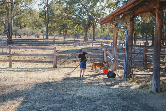 Boy rakes hay with dog under shelter near split rail fence in rural farm setting