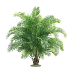 PNG of Lush green palm tree with a full, bushy canopy, adding tropical elegance to any setting.