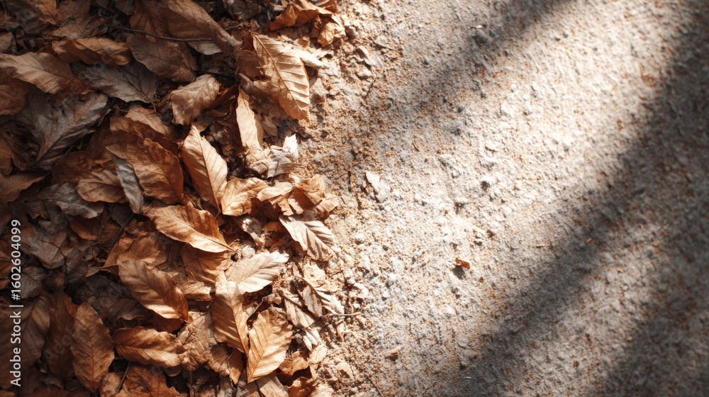 Poster sunlight filters through trees casting shadows on a path in a campground next to dry leaves on the f
