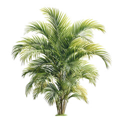 PNG of Lush green palm tree with vibrant fronds, adding a tropical vibe to any setting.
