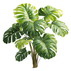 PNG of Lush green monstera plant with vibrant leaves showcasing a tropical feel.