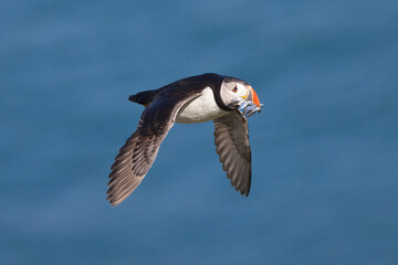 Atlantic puffin in flight with a beak full of sand eels