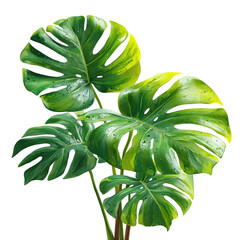 PNG of Vibrant green monstera leaves with droplets, showcasing lush tropical beauty.